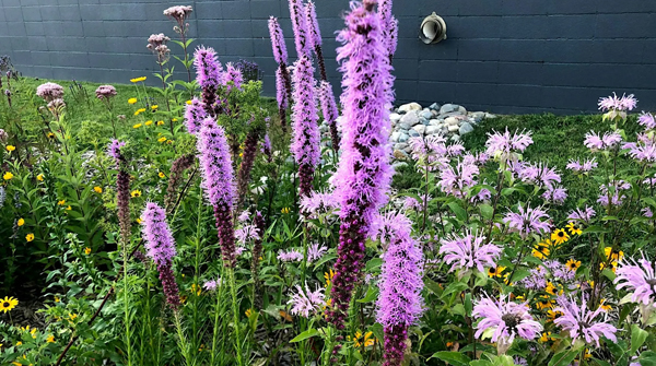 wildflowers Eric Johanson